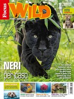 Focus Wild 